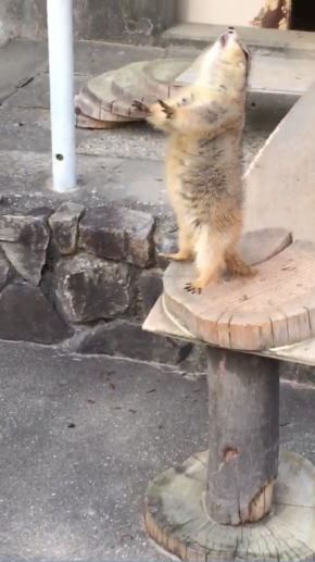 くしゃみに驚くプレーリードッグ