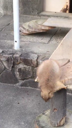 くしゃみに驚くプレーリードッグ