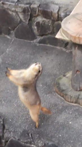 くしゃみに驚くプレーリードッグ