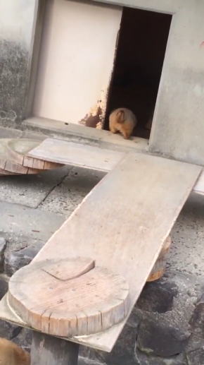 くしゃみに驚くプレーリードッグ