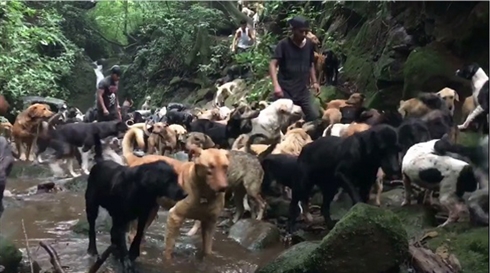 わんこパラダイス