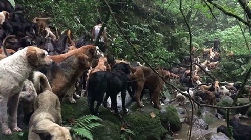 わんこパラダイス