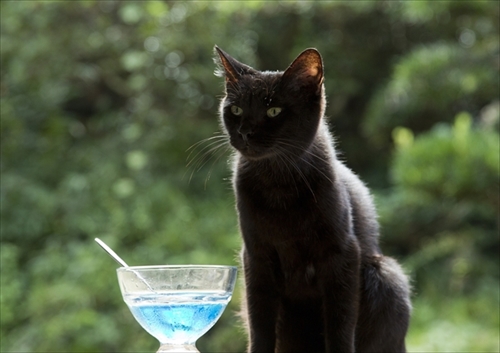 ねこあつめの家