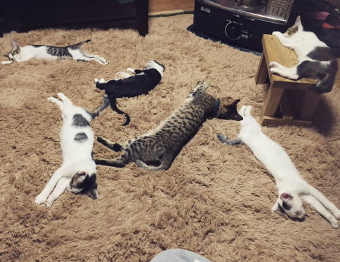 フカフカのラグでまどろも猫