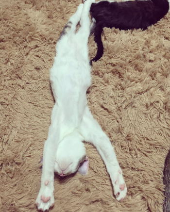 フカフカのラグでまどろも猫