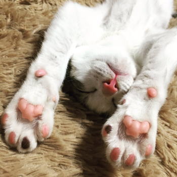 フカフカのラグでまどろも猫