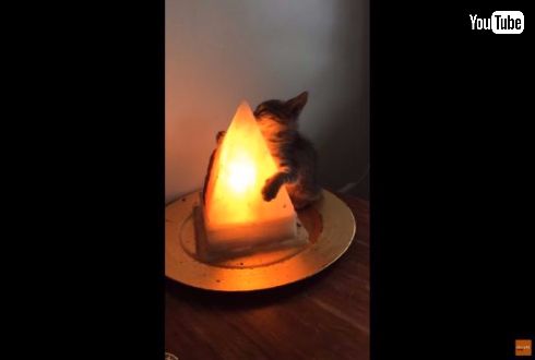 猫 子猫 ランプ 抱きつく 離れない ハグ 寒い