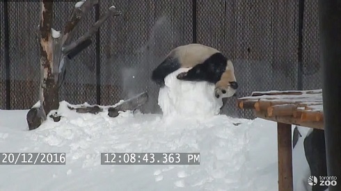 雪だるまとパンダ