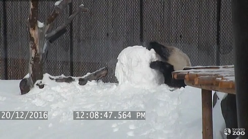 雪だるまとパンダ