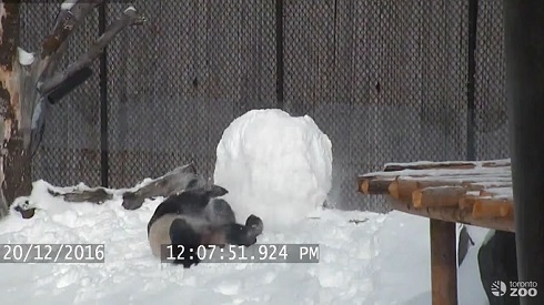雪だるまとパンダ