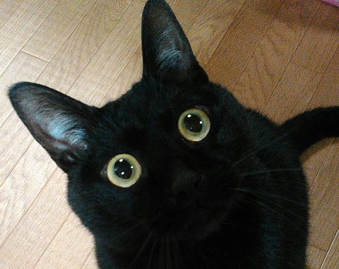 まん丸お目めの猫