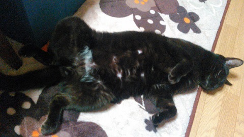 まん丸お目めの猫