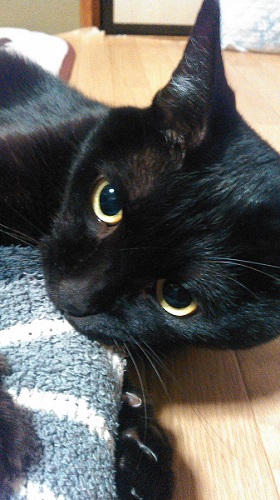 まん丸お目めの猫