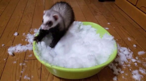 フェレット 雪 はしゃぐ テト 元気