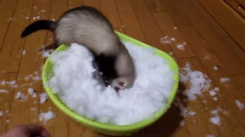 フェレット 雪 はしゃぐ テト 元気