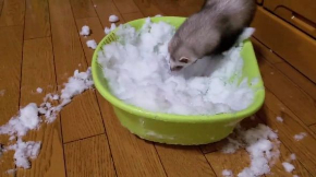 フェレット 雪 はしゃぐ テト 元気
