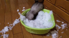 フェレット 雪 はしゃぐ テト 元気