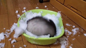 フェレット 雪 はしゃぐ テト 元気