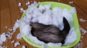 フェレット 雪 はしゃぐ テト 元気