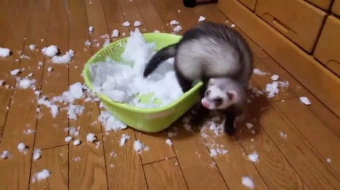 フェレット 雪 はしゃぐ テト 元気