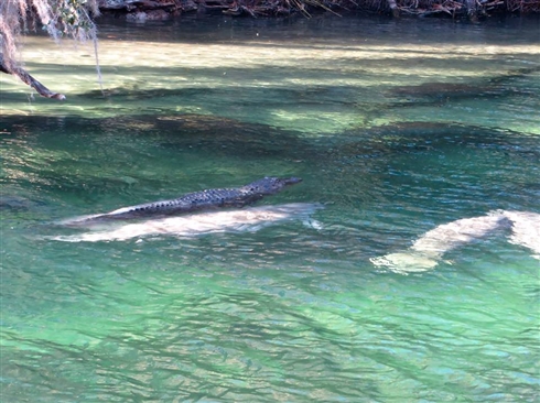 ワニがマナティーに乗っている写真がコンテストに投稿される