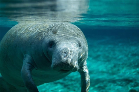 ワニがマナティーに乗っている写真がコンテストに投稿される