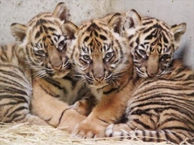 ズーラシア・スマトラトラ