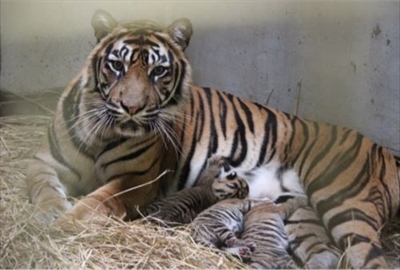 ズーラシア・スマトラトラ