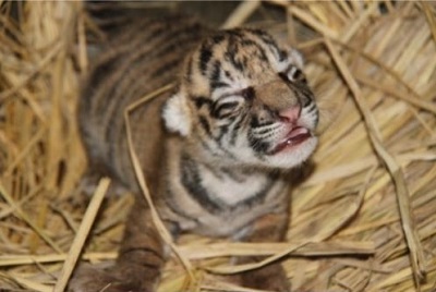 ズーラシア・スマトラトラ