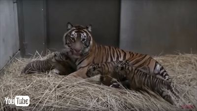 ズーラシア・スマトラトラ