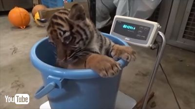 ズーラシア・スマトラトラ