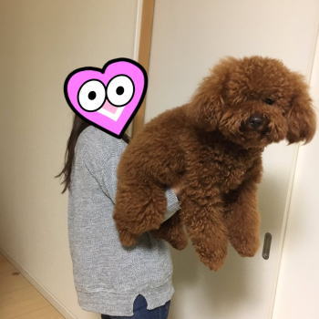 トイ・プードルの成長