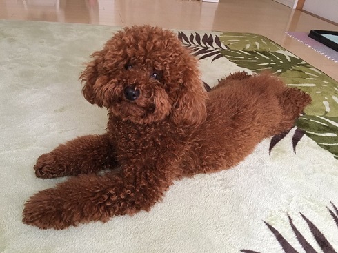 トイ・プードルの成長