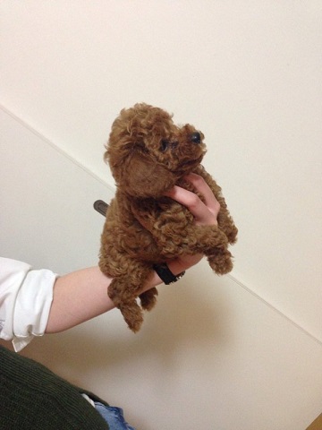 トイ・プードルの成長