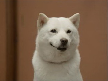 スマスマのソフトバンクCM