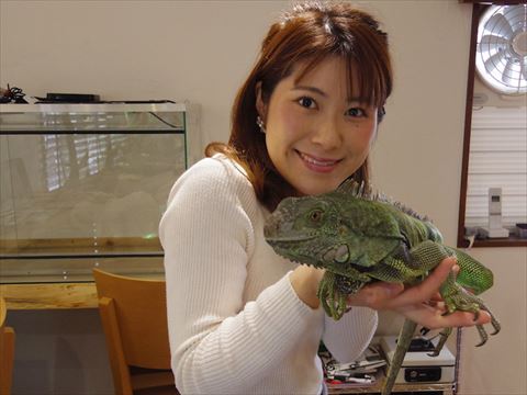 イグアナ　カメレオン　爬虫類 カメレオン イグアナ カメレオン科 - Pixabayの無料写真