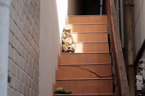 昼寝している猫