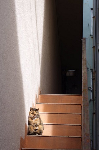 昼寝している猫