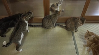 新入り猫モモ