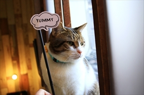 猫飯碗・猫水盃