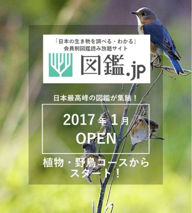 図鑑.jp 読み放題 生き物 山と溪谷社 野鳥 植物