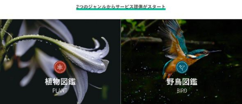 図鑑.jp 読み放題 生き物 山と溪谷社 野鳥 植物