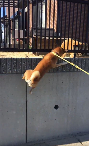柴犬ふじ