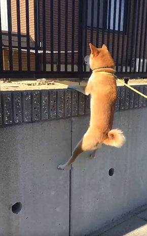 柴犬ふじ