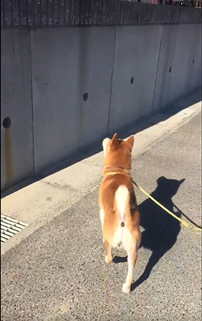 柴犬ふじ