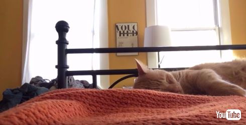 ベッドの上ですやすや