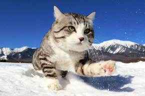 ニャン吉 写真集 旅 猫 笑う門には福来る