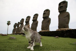 ニャン吉 写真集 旅 猫 笑う門には福来る