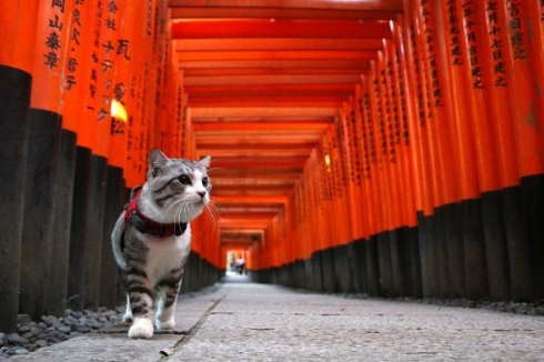 ニャン吉 写真集 旅 猫 笑う門には福来る