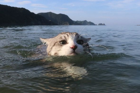 ニャン吉 写真集 旅 猫 笑う門には福来る